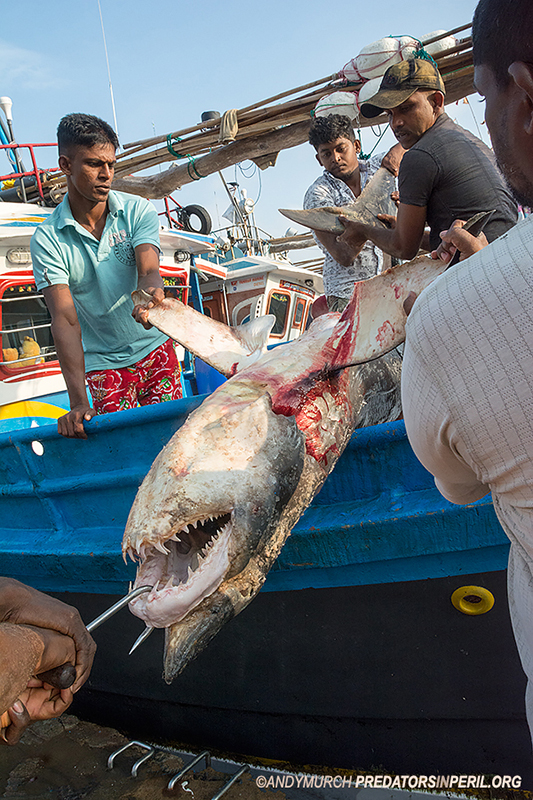 Unloading a large Mako Shark