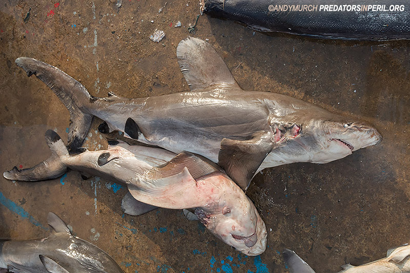 Juvenile oceanic whitetip sharks killed for their meat