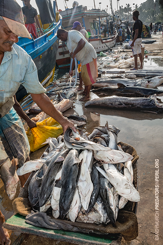 A barrow load of tiny sharks on display in Mirissa Harbour, Sri Lanka.
