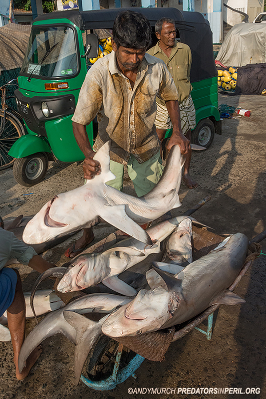 A shark seller loads whitecheak and blacktip sharks into a wheel barrow