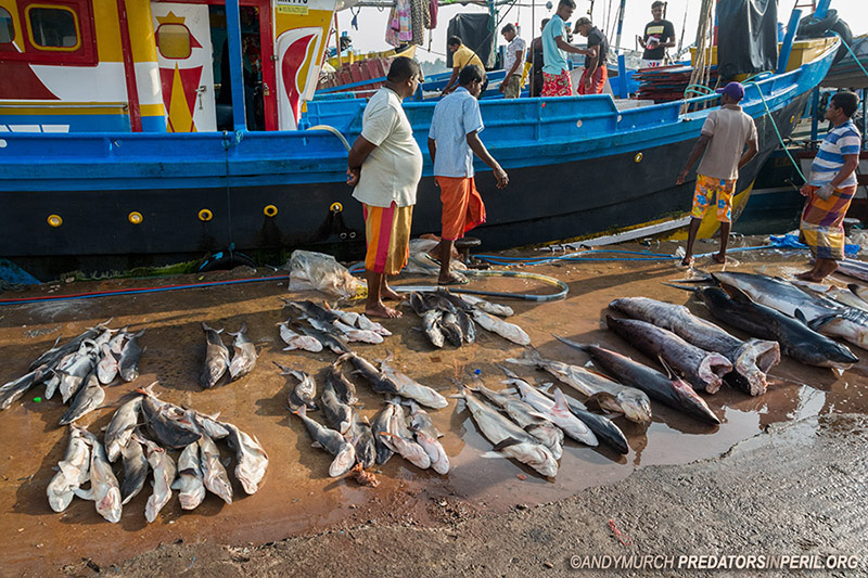 Small sharks for sale in Mirissa Harbour