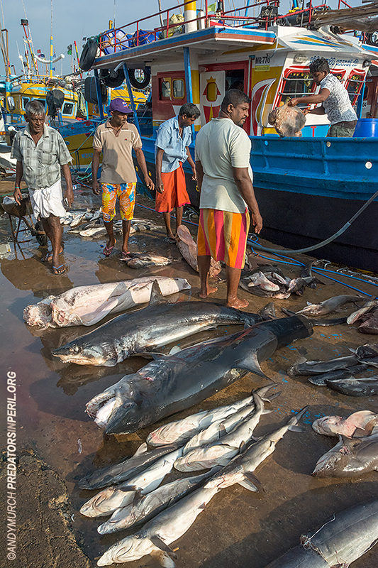 Makos and other sharks on display in Mirissa Harbour