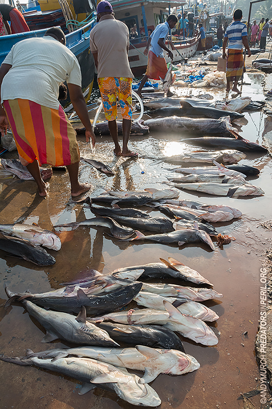 Small sharks for sale in Mirissa Harbour