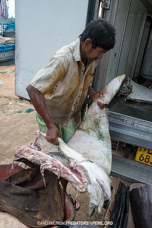 A VENDOR LOADING MANTA/MOBULA RAY FINS INTO A TRUCK