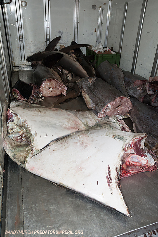 Manta fins in a truck at Mirissa Harbour Sri Lanka.