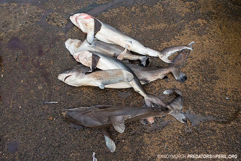 Oceanic whitetip babies barely 80cm long