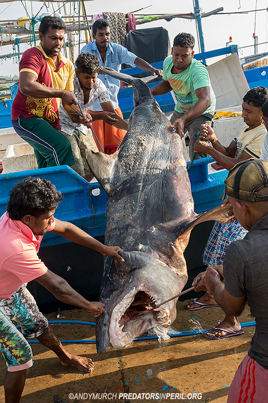 Unloading a large Mako Shark