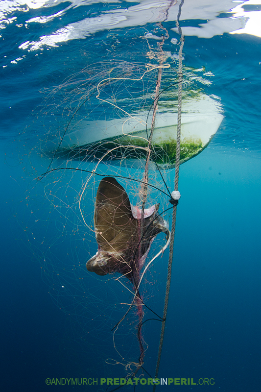 Bat ray struggling in a gill net