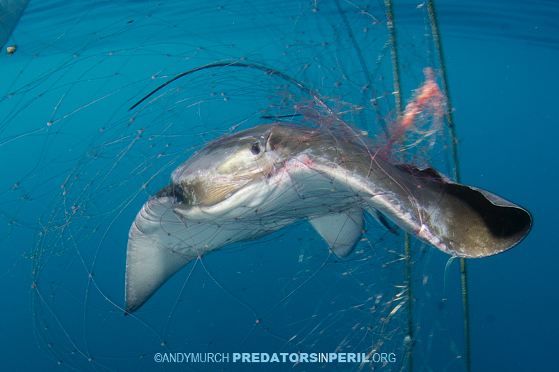 Bat ray trapped in a gill net