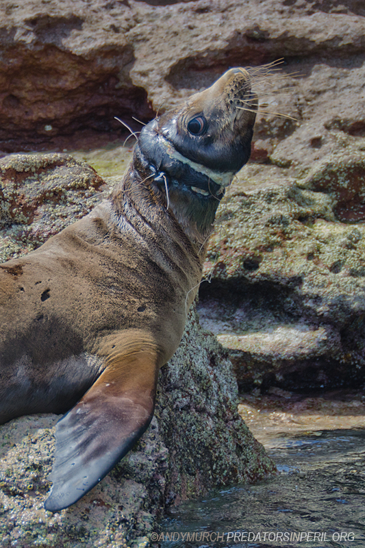 California sea lion with fishing line around its neck