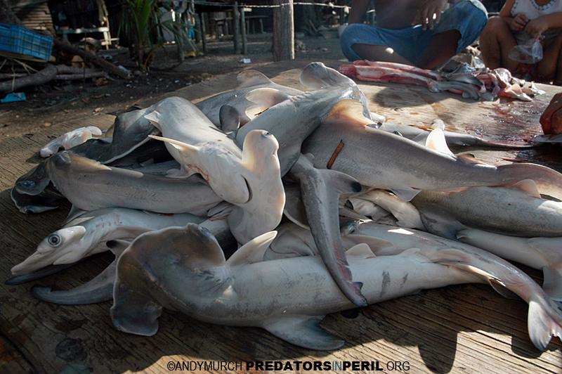 scalloped hammerhead fetuses