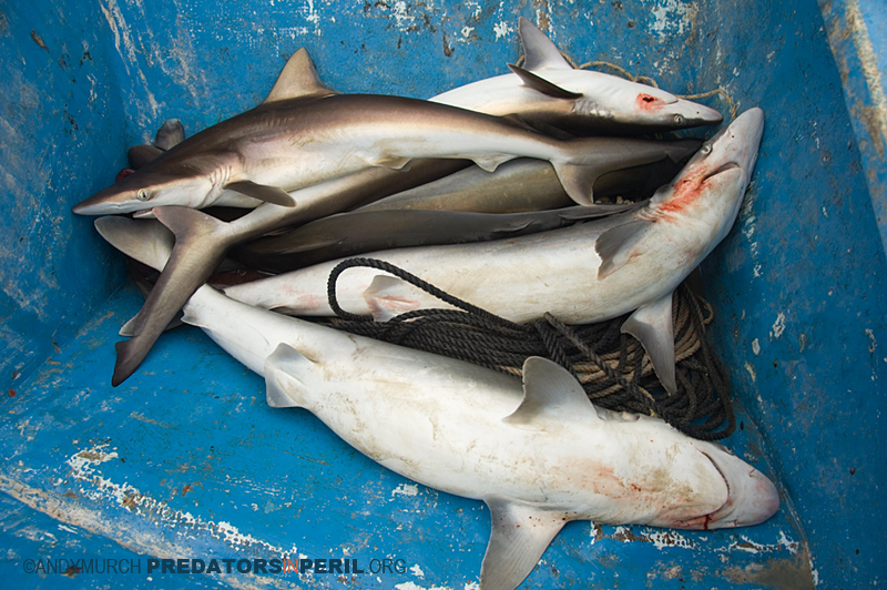 Dead Pacific sharpnose sharks