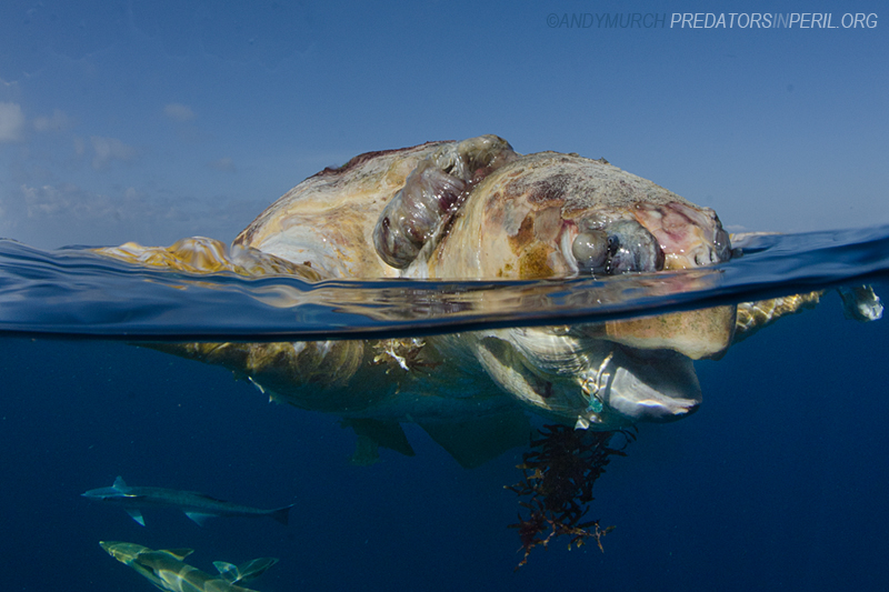 turtle killed by a fishing hook