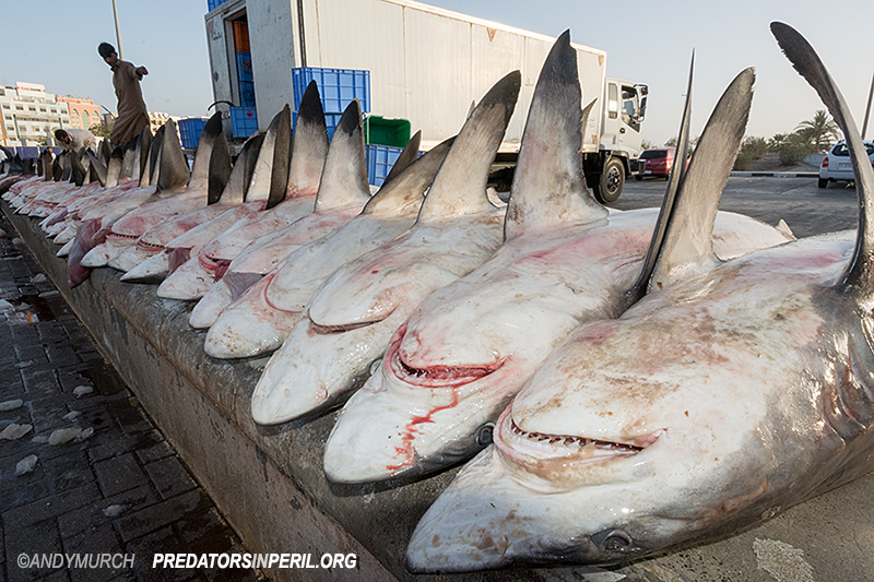 Shark Carcasses Dubai