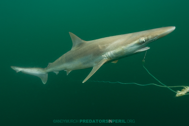 Pacific sharpnose shark on a longline