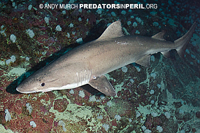 Smalltooth sandtiger shark expedition to Malpelo, Columbia.