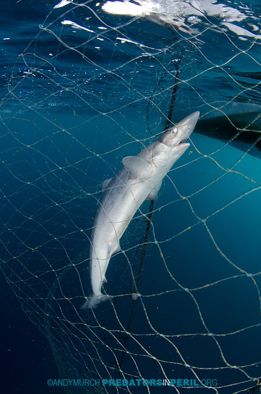 Soupfin shark caught in a gill net