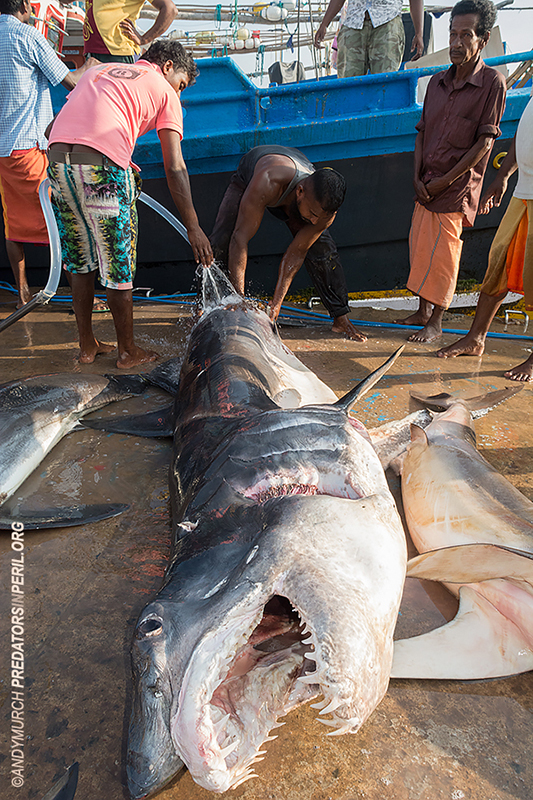 A 10ft shortfin mako shark for sale in Sri Lanka