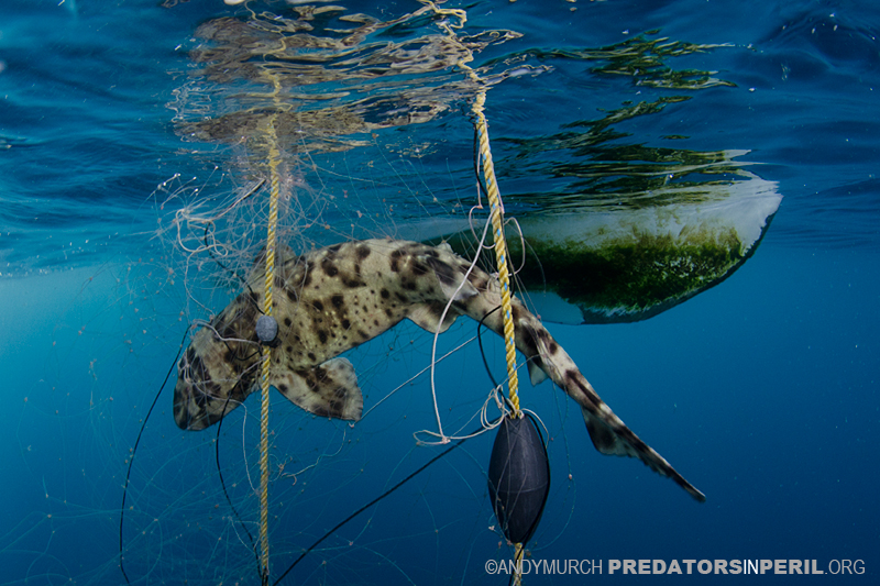 swell shark caught in a gill net