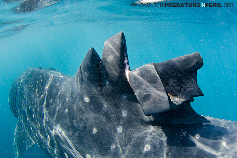 Whale shark with propellor scars